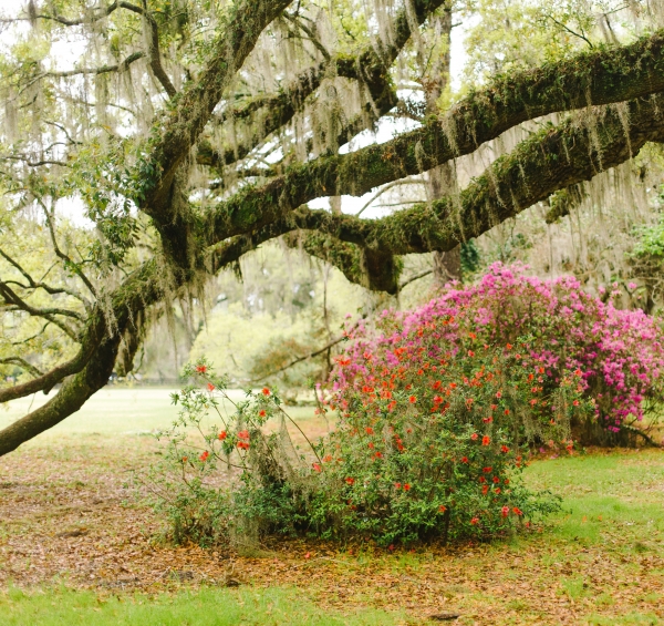 Choosing a Wedding Venue: Magnolia Plantation